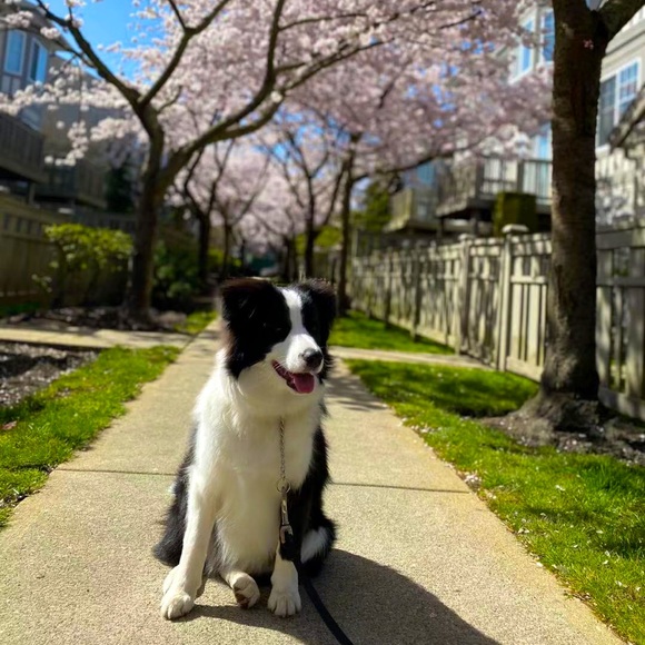 Meet your Posher, Maggie - Picture 1 of 1